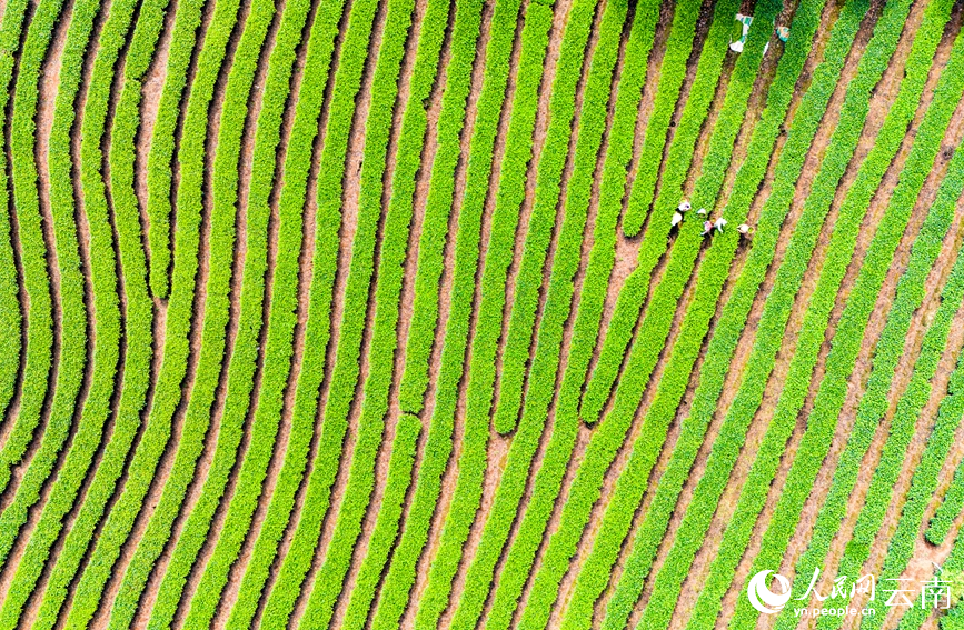 Farmers harvest tea leaves in Menglian county, SW China's Yunnan