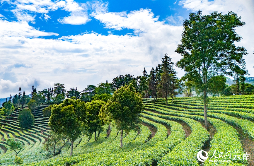 Farmers harvest tea leaves in Menglian county, SW China's Yunnan
