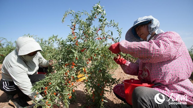 Farmers busy harvesting, processing goji berries in NW China’s Ningxia