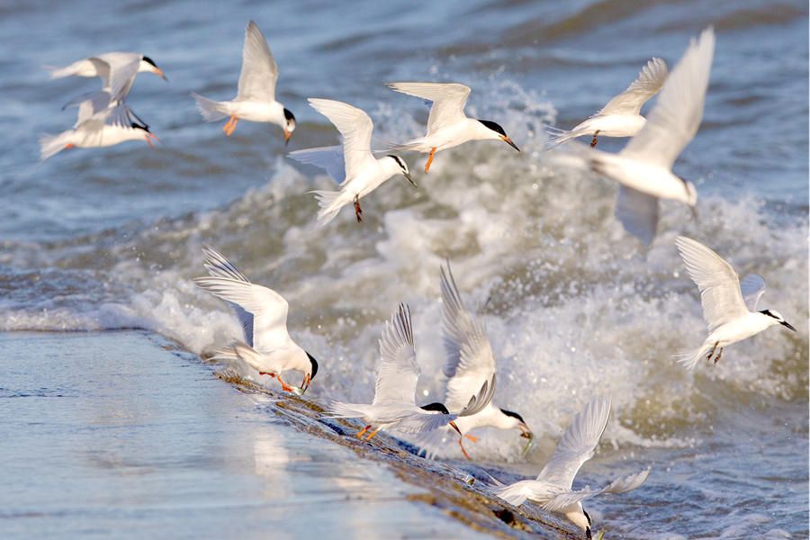 Improved coastal environment makes Xiamen a good habitat for birds