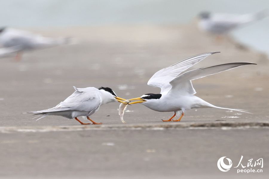 Improved coastal environment makes Xiamen a good habitat for birds