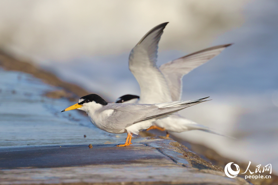 Improved coastal environment makes Xiamen a good habitat for birds