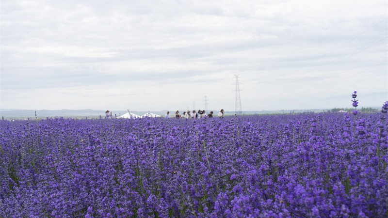 Lavender park brings economic, social development in NW China’s Xinjiang