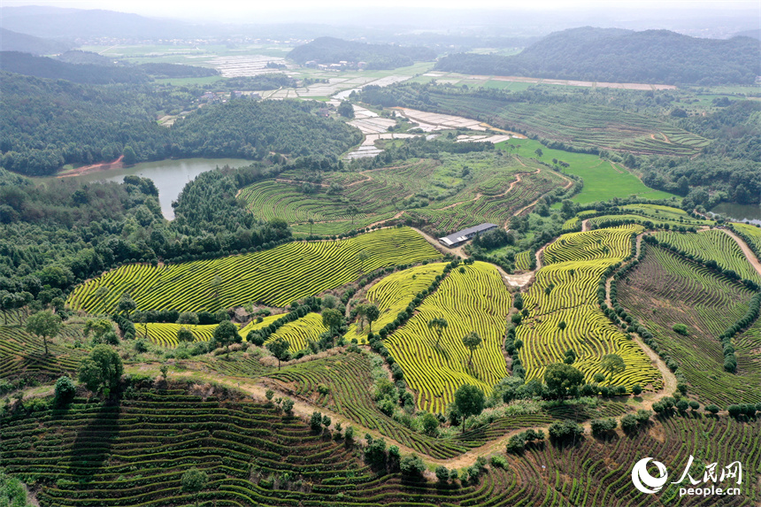 In pics: Picturesque scenery of ecological white tea garden in Jing'an, E China's Jiangxi