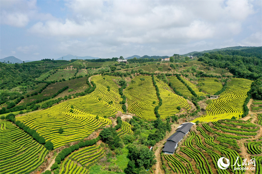 In pics: Picturesque scenery of ecological white tea garden in Jing'an, E China's Jiangxi