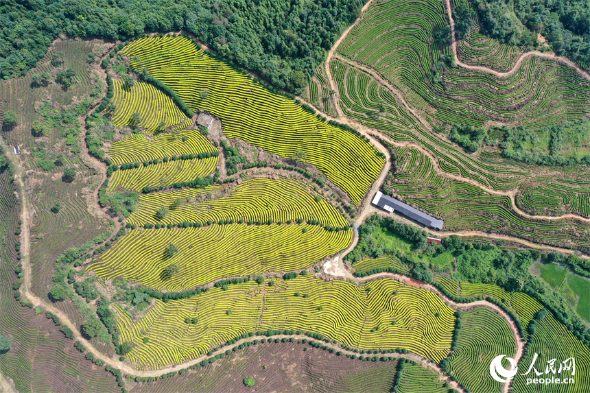 In pics: Picturesque scenery of ecological white tea garden in Jing'an, E China's Jiangxi