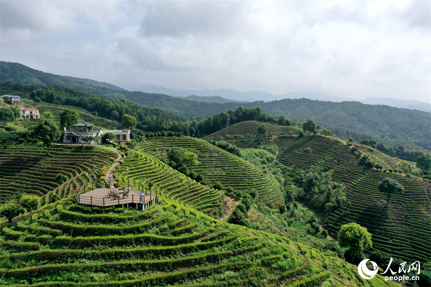 In pics: Picturesque scenery of ecological white tea garden in Jing'an, E China's Jiangxi