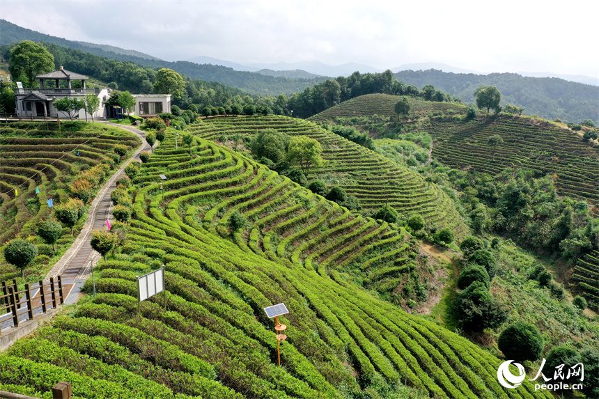 In pics: Picturesque scenery of ecological white tea garden in Jing'an, E China's Jiangxi