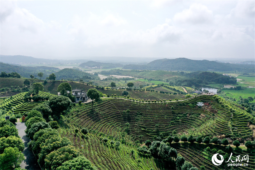 In pics: Picturesque scenery of ecological white tea garden in Jing'an, E China's Jiangxi