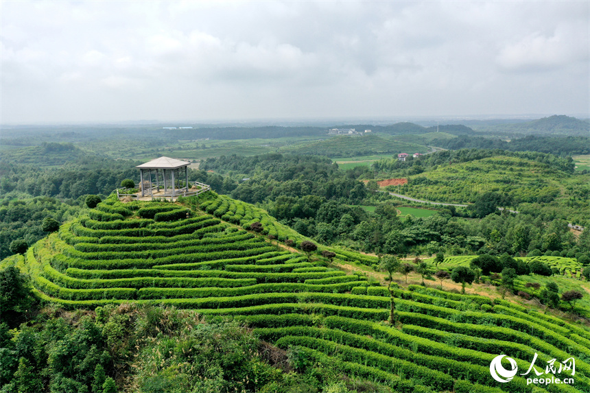 In pics: Picturesque scenery of ecological white tea garden in Jing'an, E China's Jiangxi