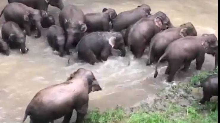 Asian elephant family frolics in river