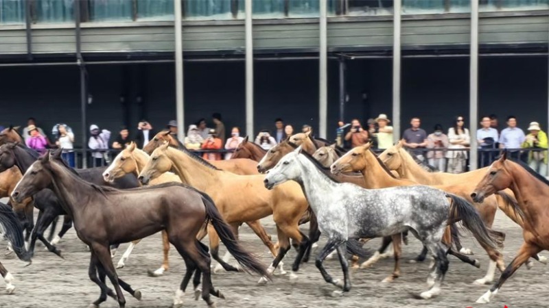 Akhal-Teke horses draw tourists, boost local economy in NW China's Xinjiang