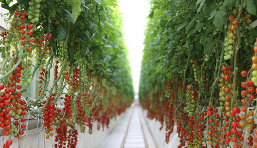 数字技术促进了中国西北部新疆的樱桃番茄生产