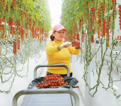 Les petites tomates cerises reflètent la coopération sino-française dans le domaine de la science et de la technologie