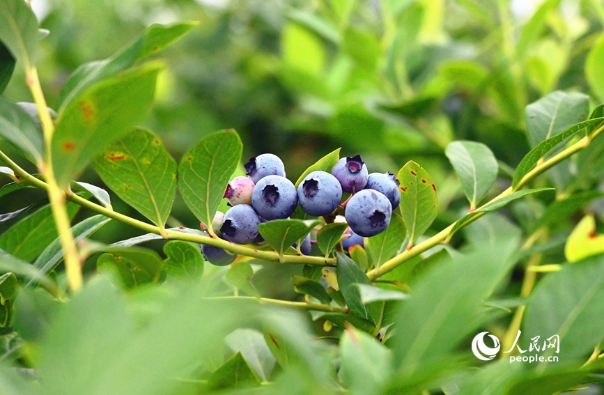 Blueberries sweeten farmers' life in Sheqi county, C China's Henan