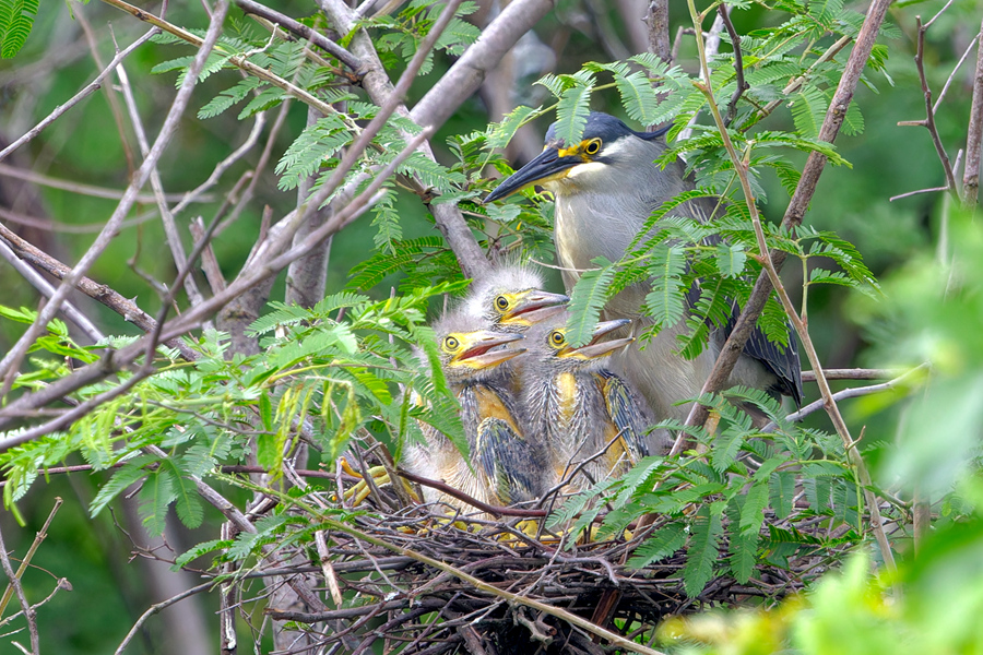 In pics: Green-backed herons spotted in SE China's Xiamen