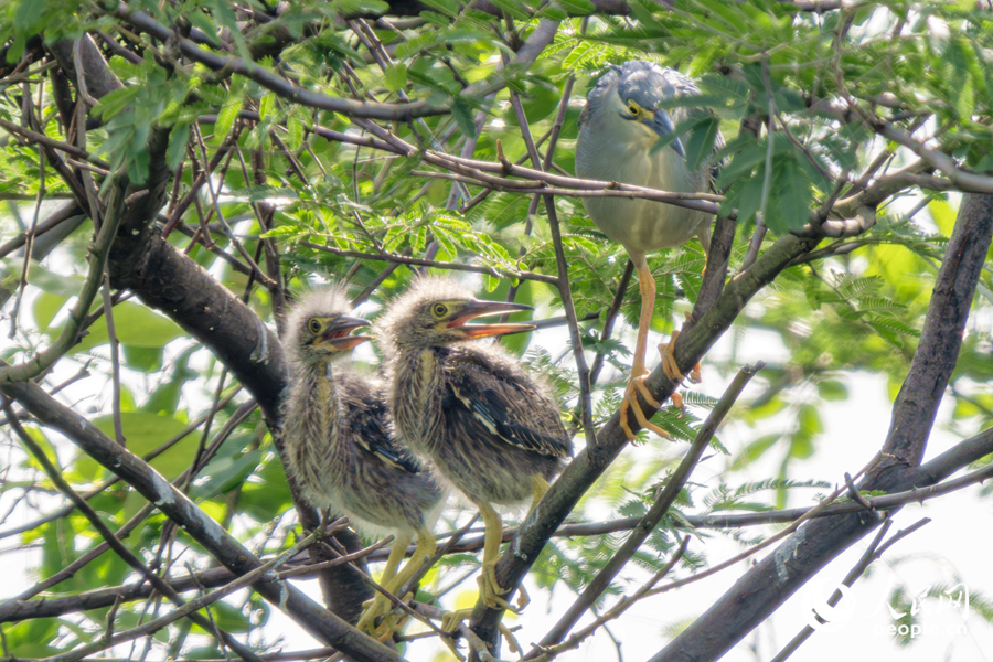 In pics: Green-backed herons spotted in SE China's Xiamen