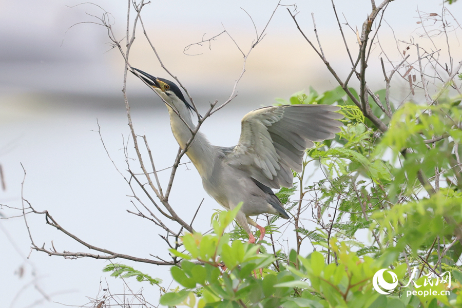 In pics: Green-backed herons spotted in SE China's Xiamen