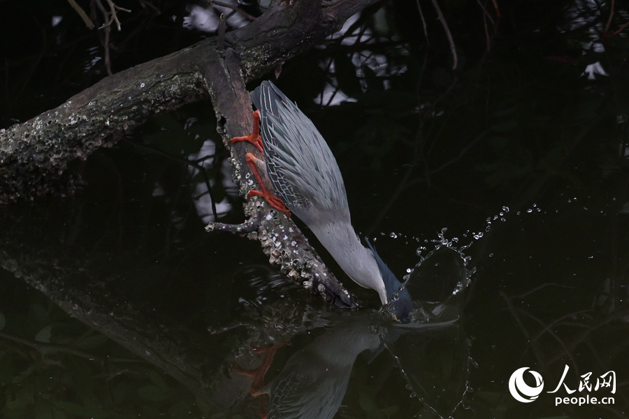 In pics: Green-backed herons spotted in SE China's Xiamen