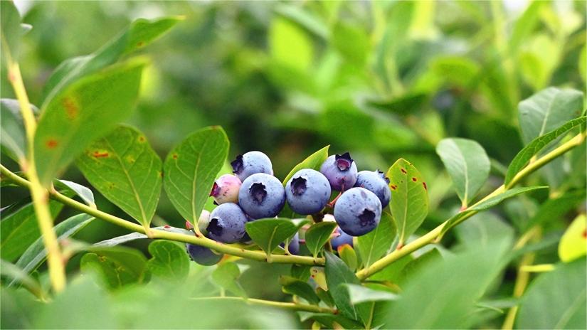 Blueberries sweeten farmers' life in Sheqi county, C China's Henan