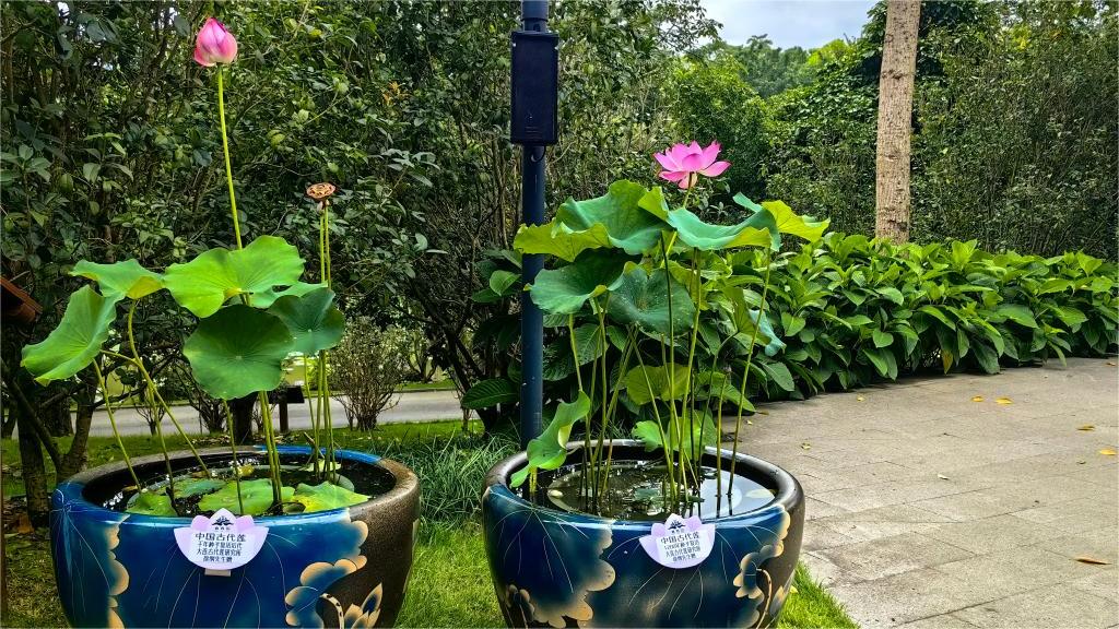 Lotus grown from millennium-old seed blossoms in south China