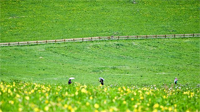 Picturesque summer view in N China’s Ulgai Grassland