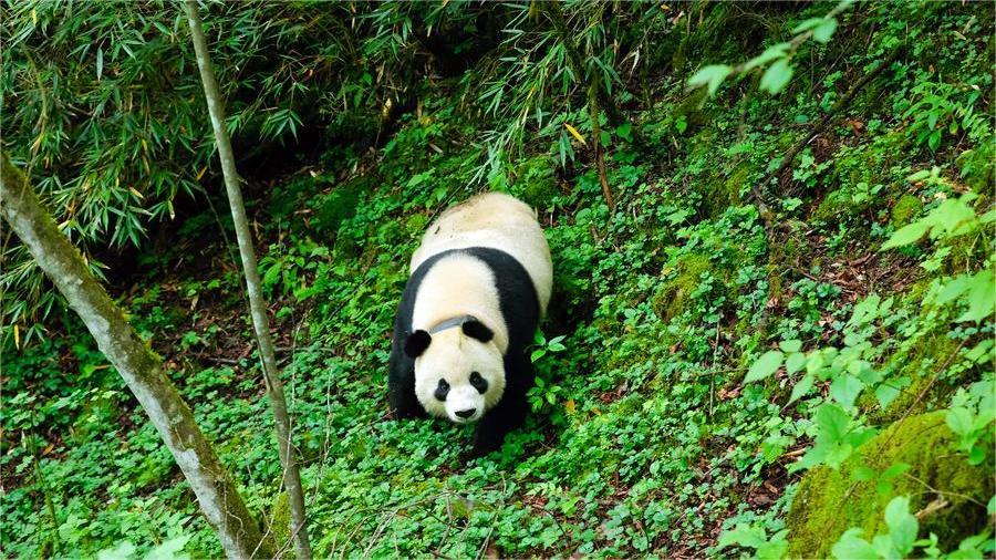 China commits to giant panda reintroduction into the wild in SW China's Sichuan