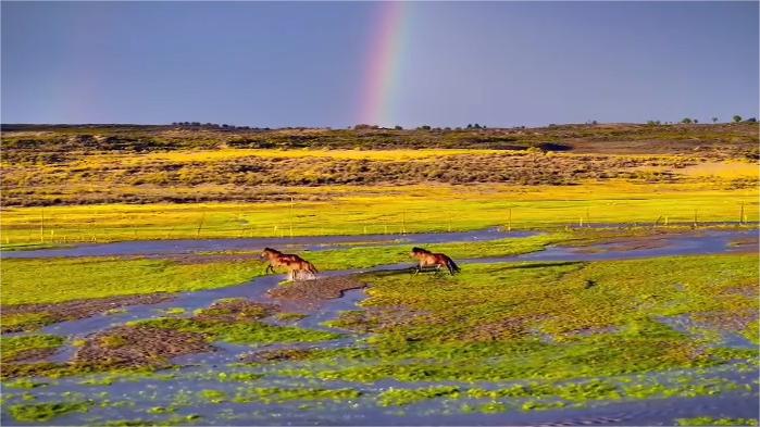 Horses gallop across grasslands in front of distant rainbow