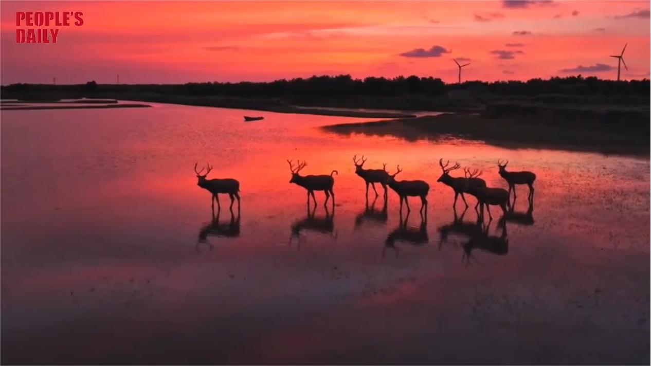 Enchanting elk stroll on water in Jiangsu