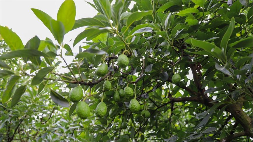 Avocado industry brings economic prosperity in Menglian, SW China's Yunnan