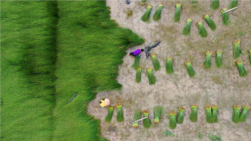 Villagers harvest mat grass in E China’s Jiangxi