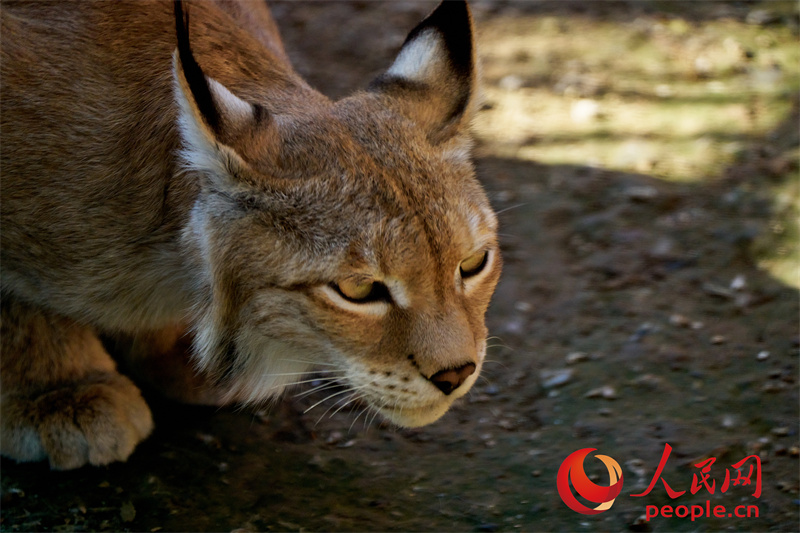 China's highest-altitude wildlife park provides home for iconic species