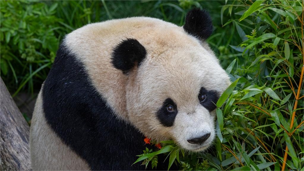 U.S. San Diego Zoo shares first-look photos of two pandas from China