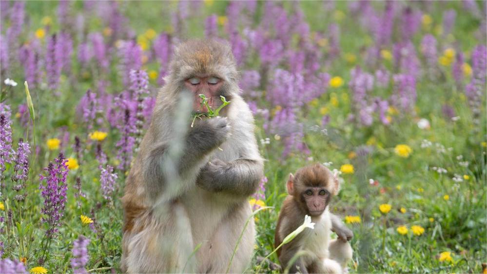 Tibetan macaques forage near national highway in Sertar County, SW China