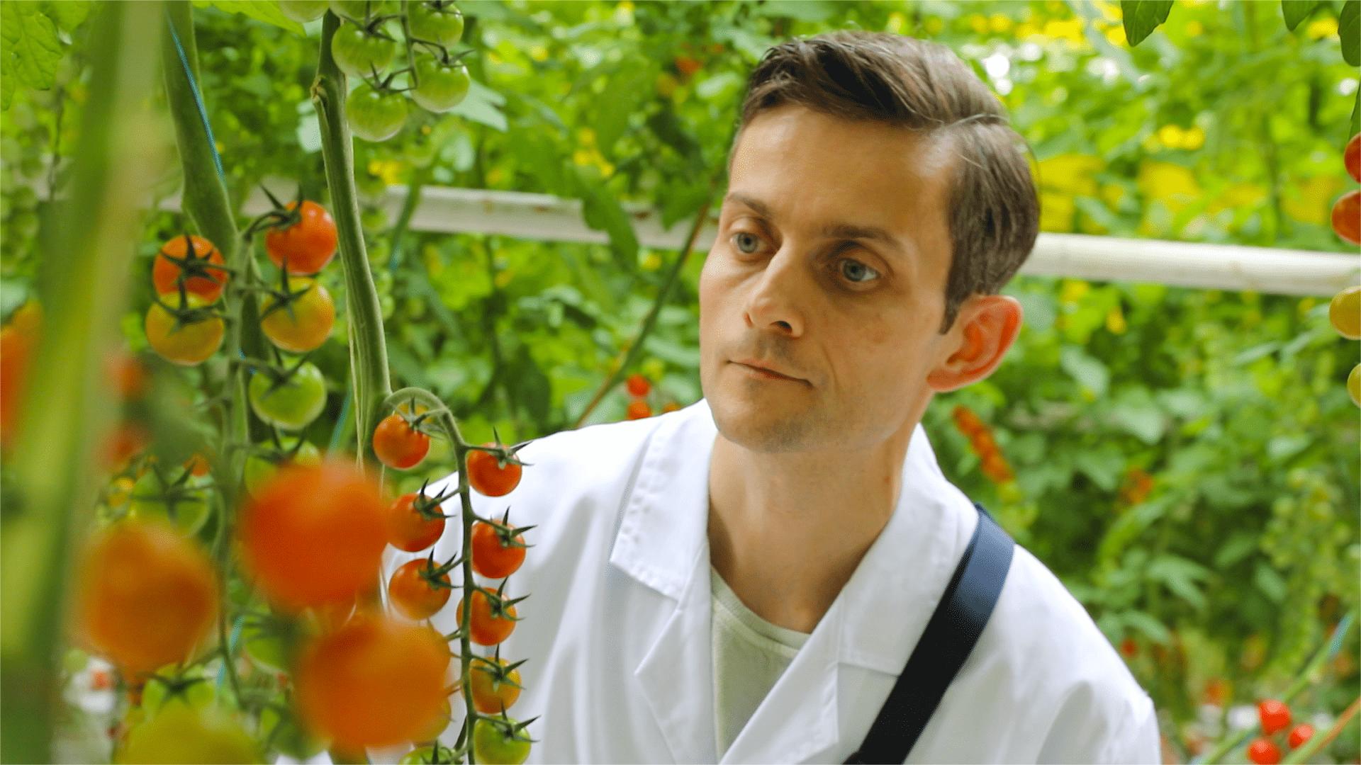 'A movable feast' in Xinjiang: How smart greenhouses produce tasty tomatoes amid summer heat