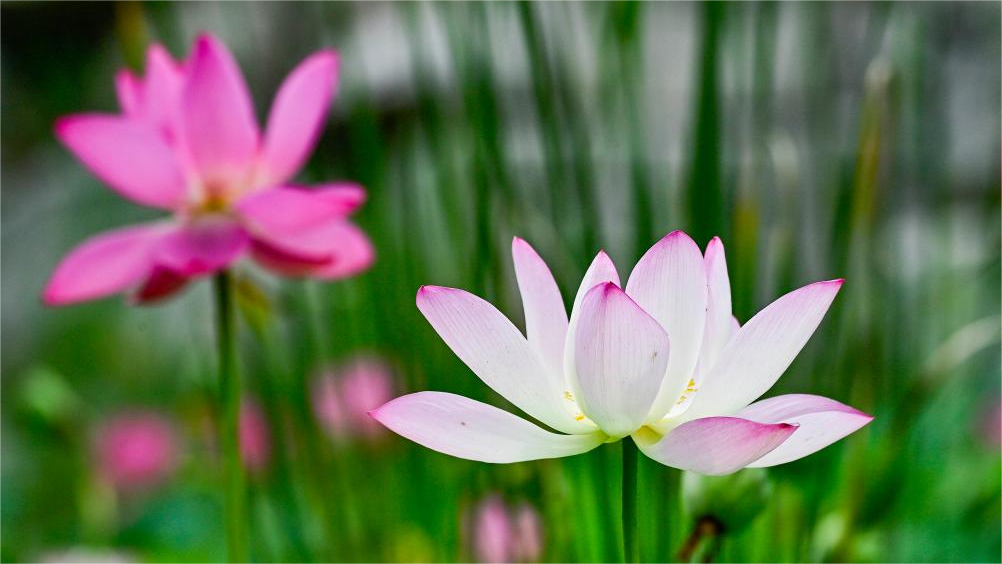 In pics: blooming lotus flowers across China