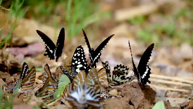 Over 100 million butterflies appear in SW China's Yunnan
