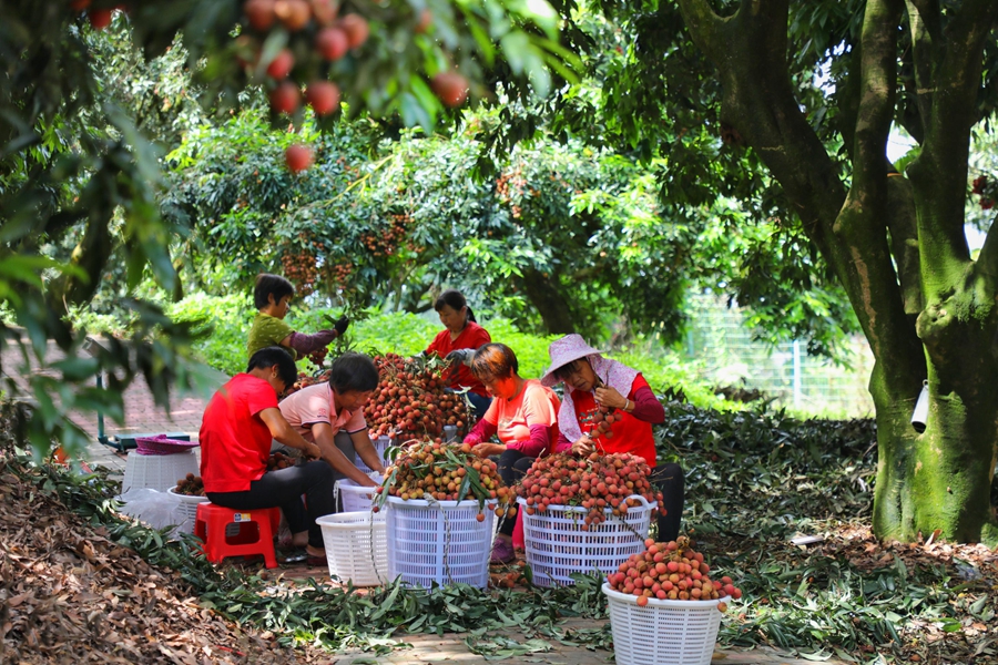 Farmers in SE China's Fujian rejoice at bumper harvest of late-maturing lychees