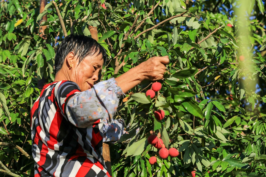 Farmers in SE China's Fujian rejoice at bumper harvest of late-maturing lychees