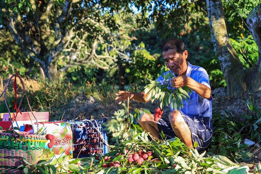 Farmers in SE China's Fujian rejoice at bumper harvest of late-maturing lychees