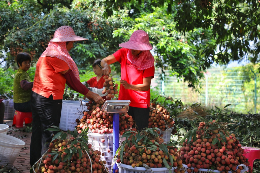 Farmers in SE China's Fujian rejoice at bumper harvest of late-maturing lychees