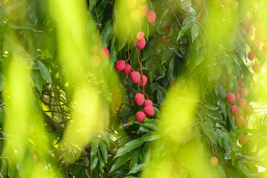 Farmers in SE China's Fujian rejoice at bumper harvest of late-maturing lychees