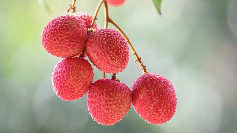 Farmers in SE China's Fujian rejoice at bumper harvest of late-maturing lychees