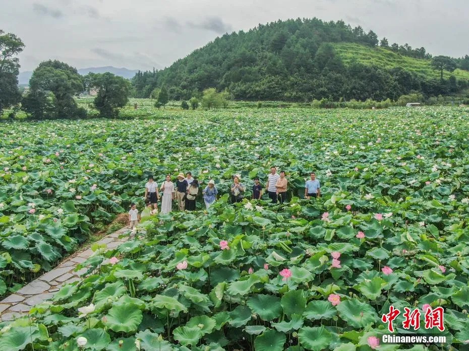 Guangchang county in E China's Jiangxi cultivates big lotus industry