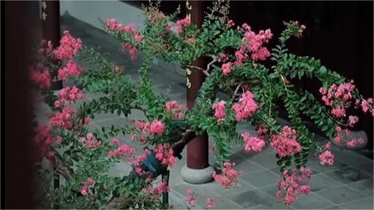 Old tree produces precious purple blossom