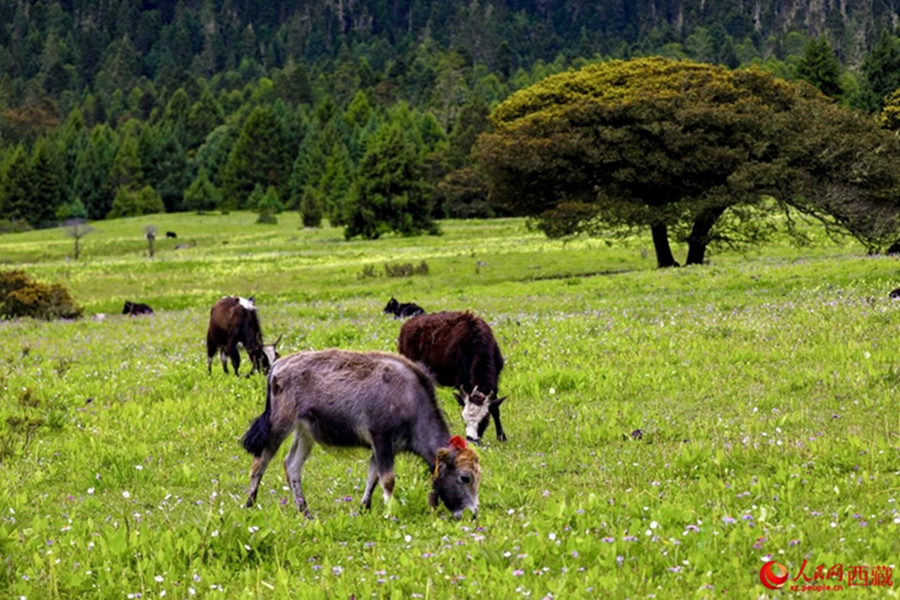 Ecological beauty translates into prosperity in Lulang township, SW China’s Xizang