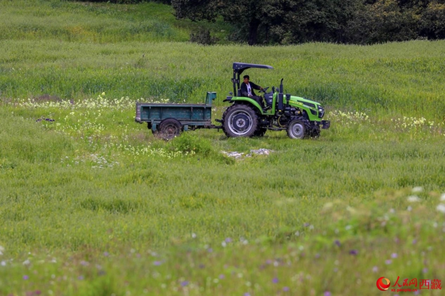 Ecological beauty translates into prosperity in Lulang township, SW China’s Xizang