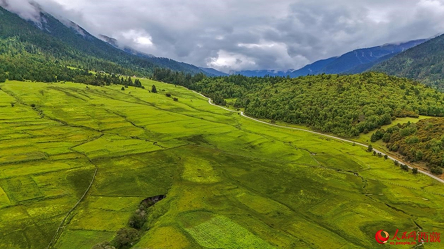 Ecological beauty translates into prosperity in Lulang township, SW China’s Xizang