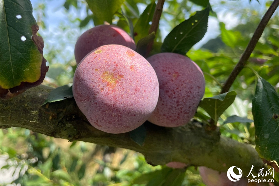 Farmers harvest, sun-dry plums in SE China's Fujian