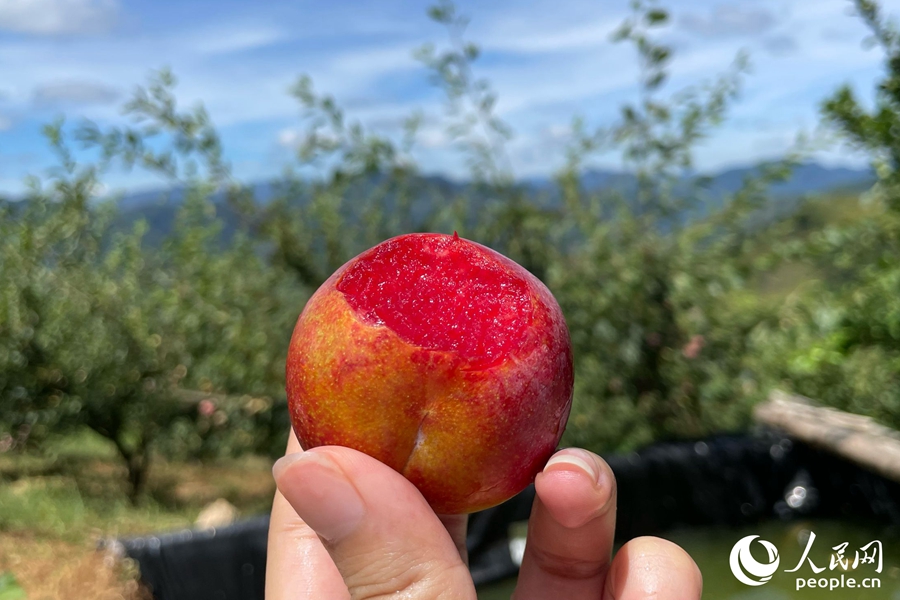 Farmers harvest, sun-dry plums in SE China's Fujian